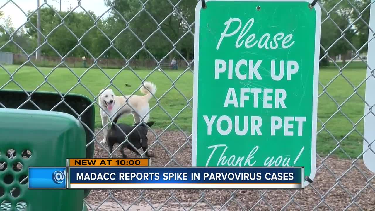 Deadly dog virus makes its way to Milwaukee