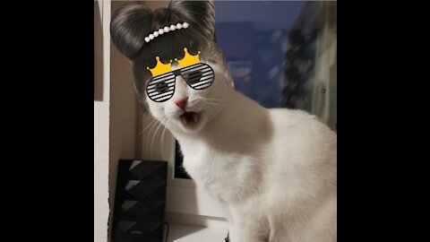My Lovely Cute Cat