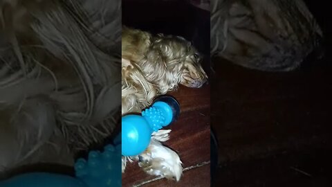 golden dog