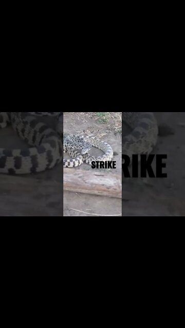 Bullsnake Has Had ENOUGH and STRIKES!