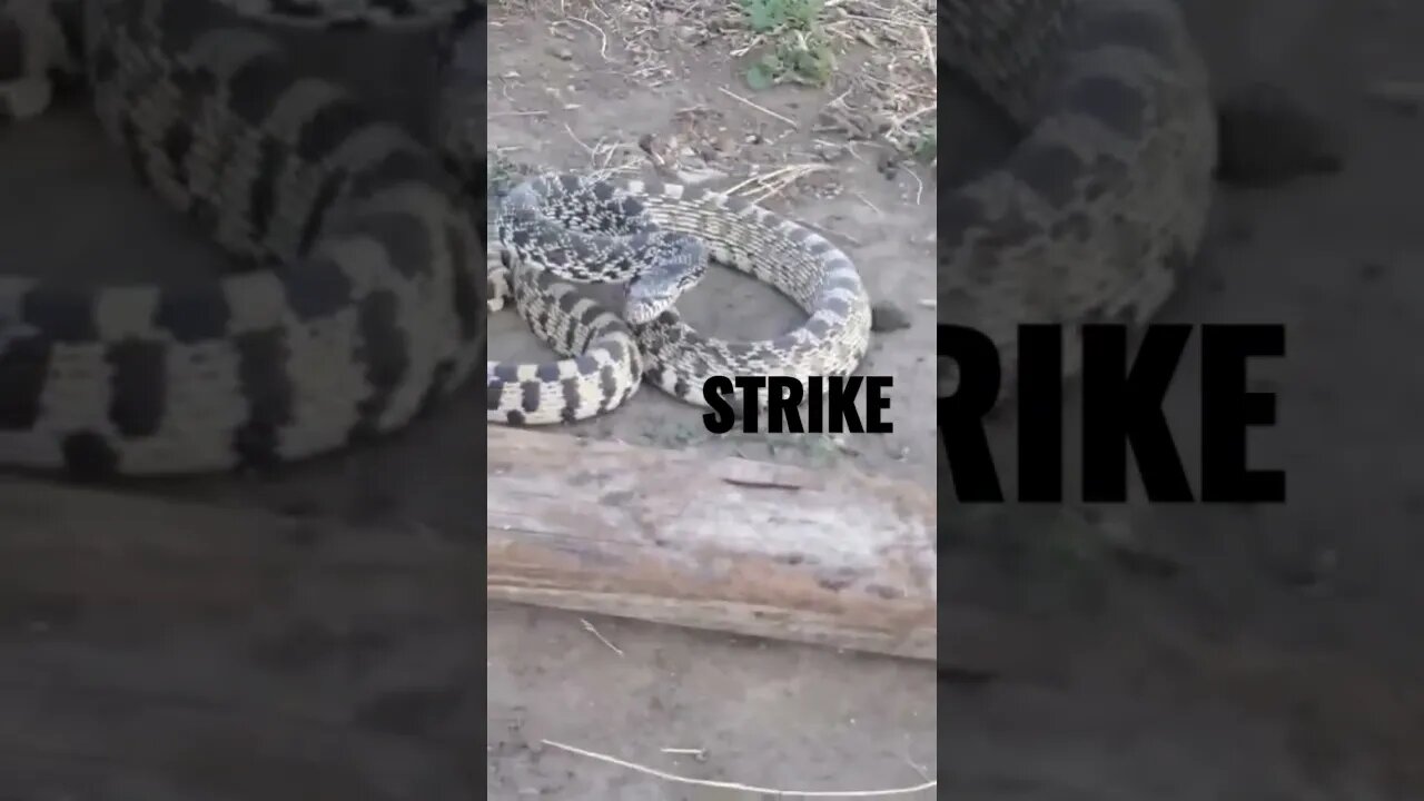 Bullsnake Has Had ENOUGH and STRIKES!