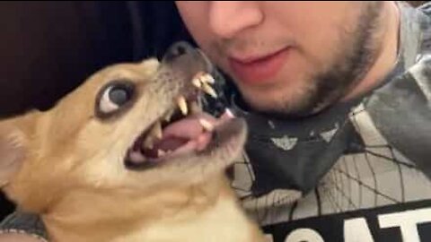 Ce chien déteste les câlins... Ou pas!
