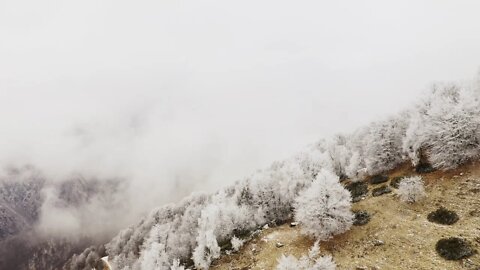 Frosty Alpine Forests 4K