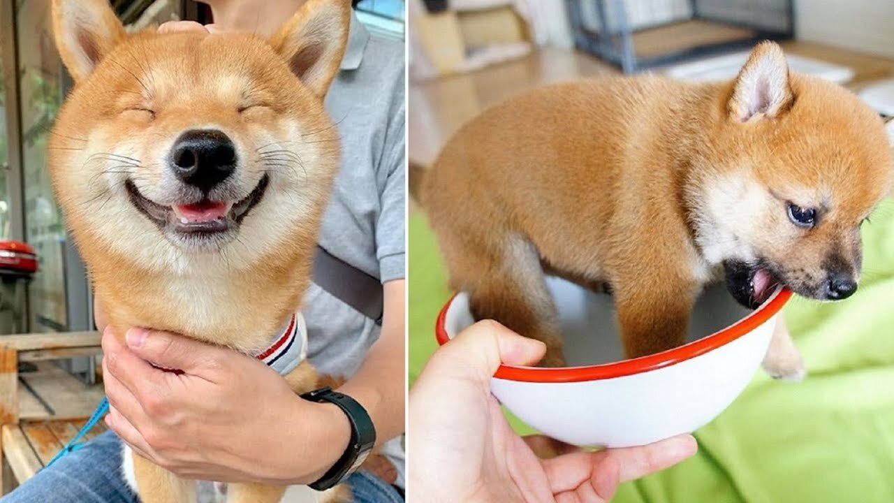 🔴Funny and Cute Shiba Inu Dogs🔴 Funny Pet Videos🔴MUST WATCH!