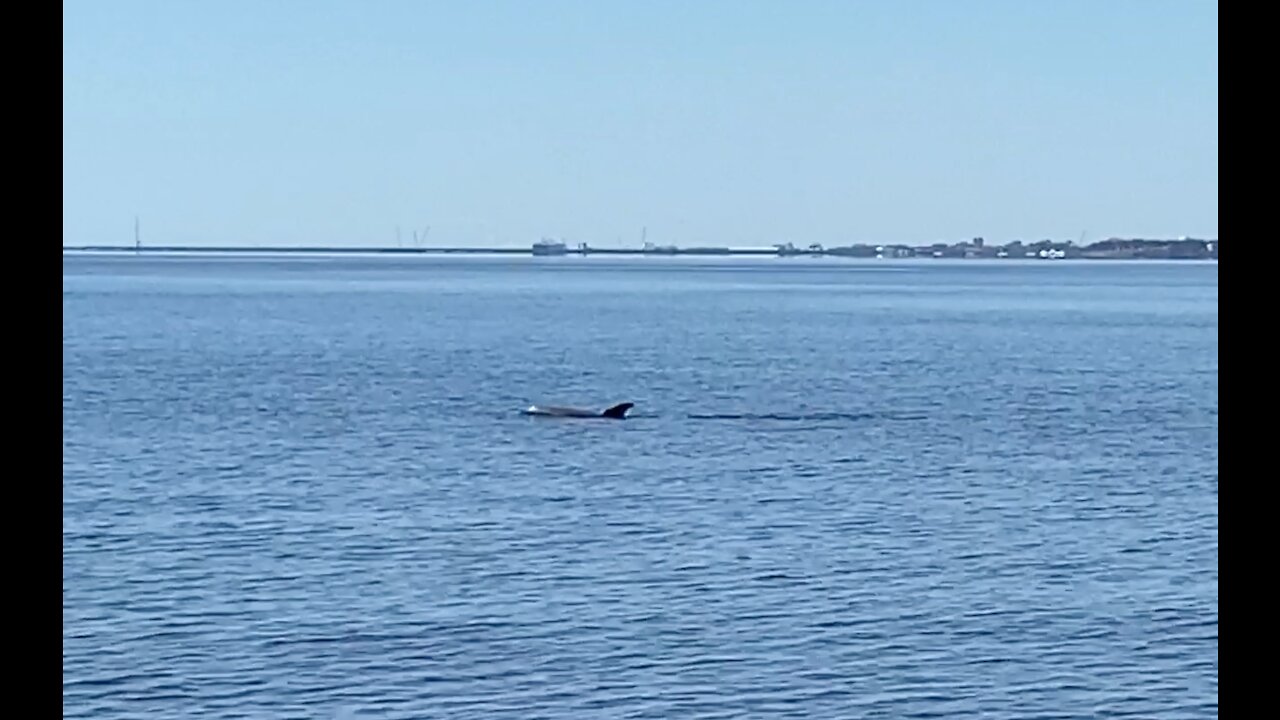 Family of Dolphins playing Pensacola Bay