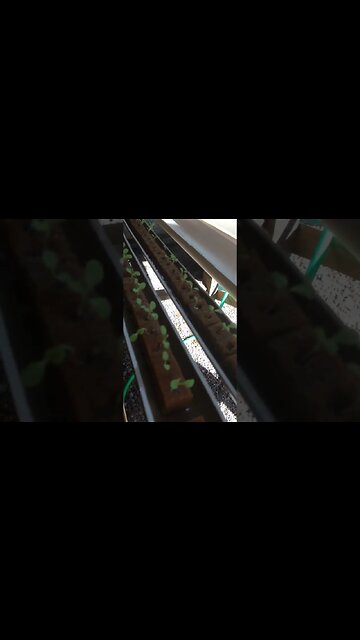 #sobrevivência #sobrevivencialismo #hidroponia