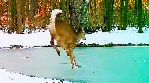 White tail deer falls through the ice on my pond!