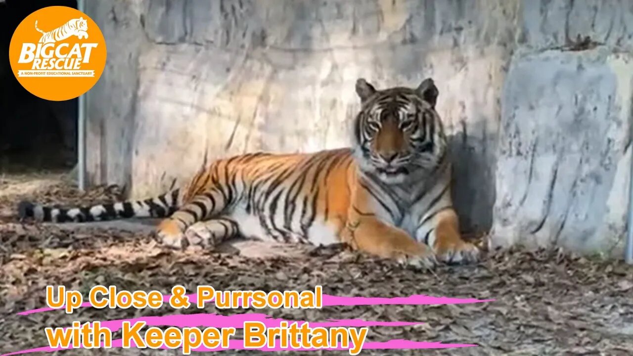 Big Cat Rescue LIVE Q&A with Brittany at Big Cat Rescue 03 12 2023