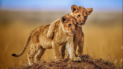 Animal cute baby
