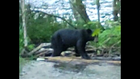 black bear in brook