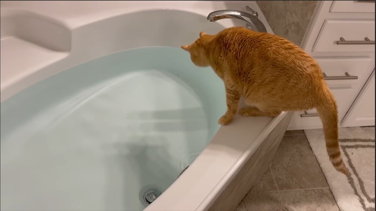 Funny Cats Compilation 1