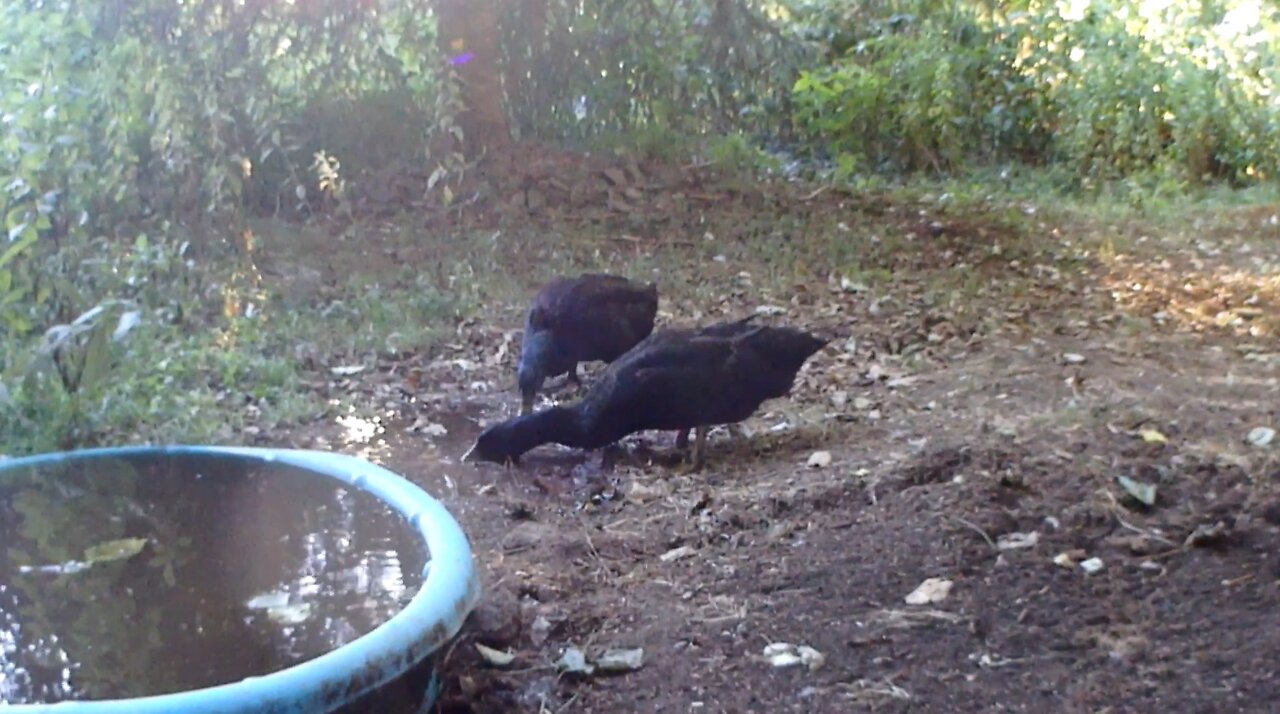 Couple of Cayuga Ducks Loving the Mud