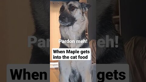 Better Out Than In #shorts #doglover #cute #shrek #dogmeme #shepsky