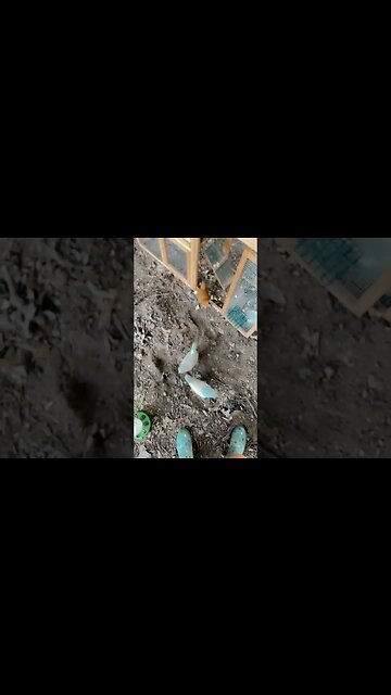 Update on my Bahamas 😊 #chicks #chicken #chickenranch #chickencoop #bahamas