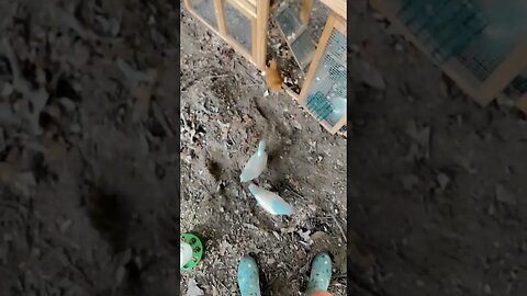 Update on my Bahamas 😊 #chicks #chicken #chickenranch #chickencoop #bahamas