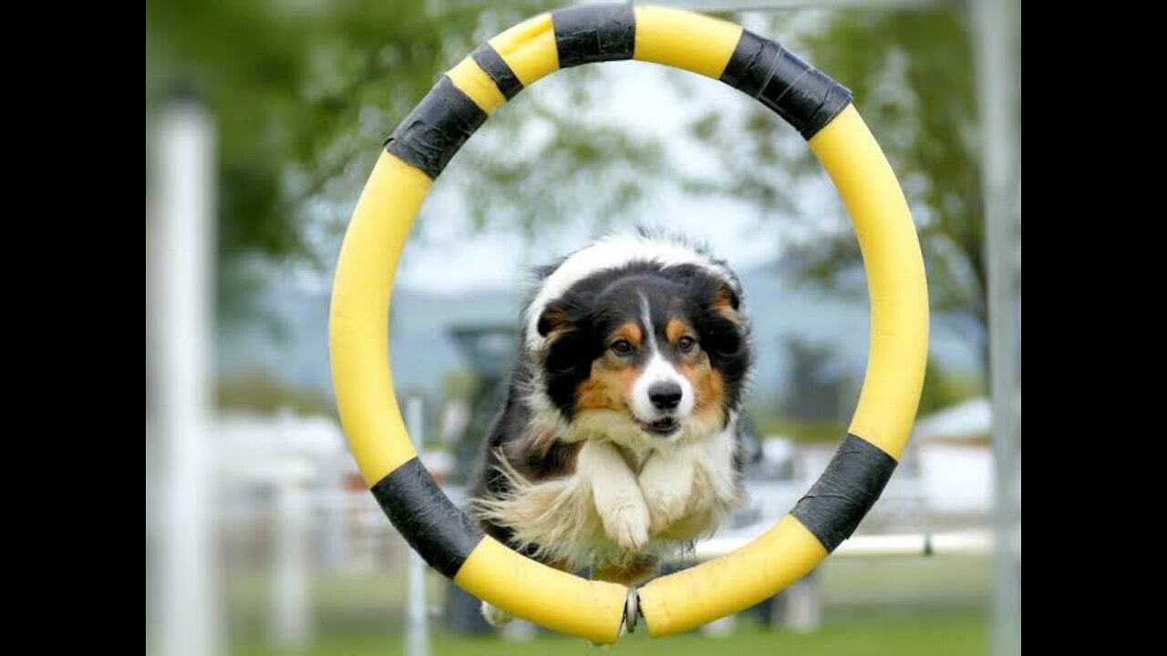Basic Dog Training – TOP 10 Essential Commands Every Dog Should Know!