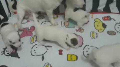 Cute mother dog protects and playing with their babies Compilation