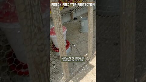 Protecting Your Homing Pigeon Coop!