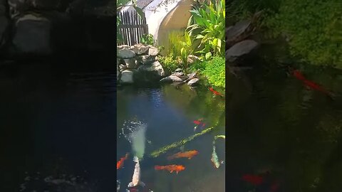 Beautiful koi pond #shorts