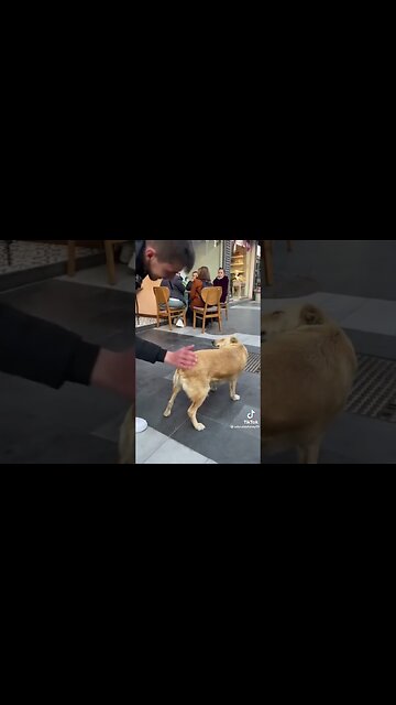 Funny Dogs to Make Your Day Better! 🐶😂 | #funnydogs #compilation