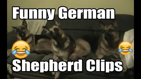 Funniest German Shepherd