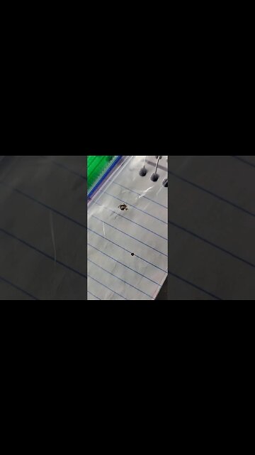 Ticks are BAD This Year!!! 🤢🤮🪲