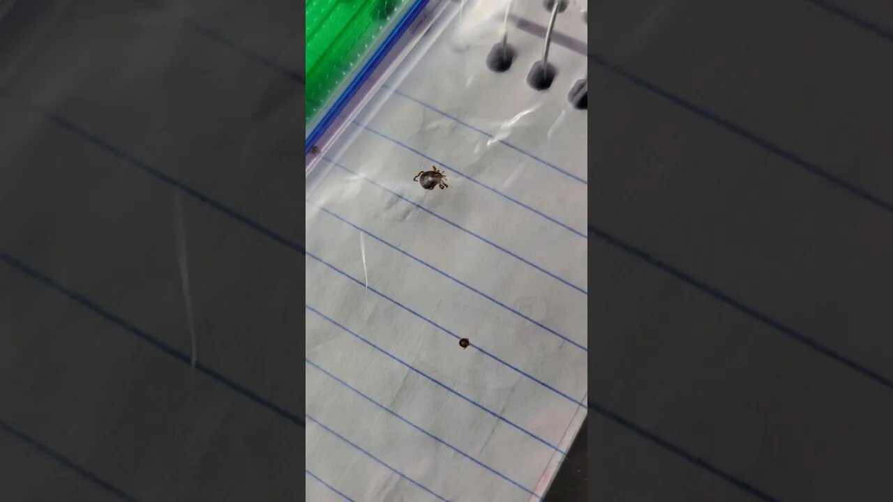 Ticks are BAD This Year!!! 🤢🤮🪲