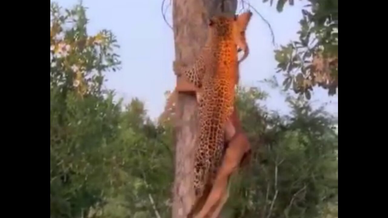 Leopard climbing tree with deer