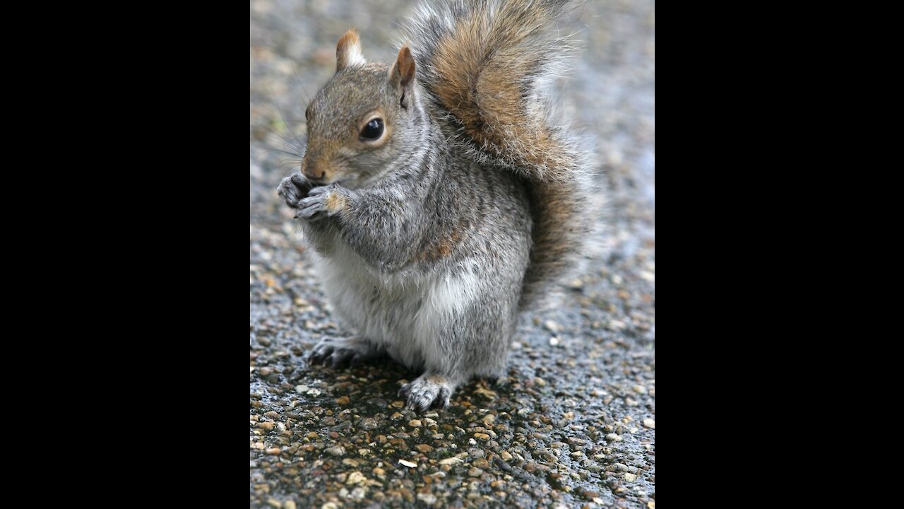 Grey Squirrel Eating Sunflower Seeds May 29,2021