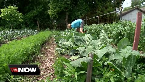 Victory garden initiative expanding