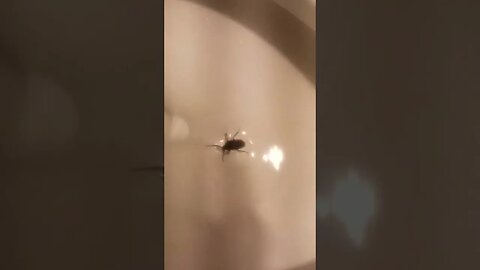 The silly Beatles bug