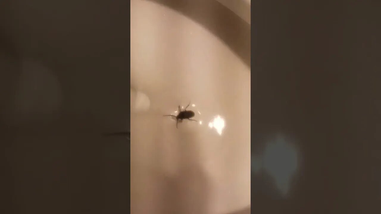 The silly Beatles bug