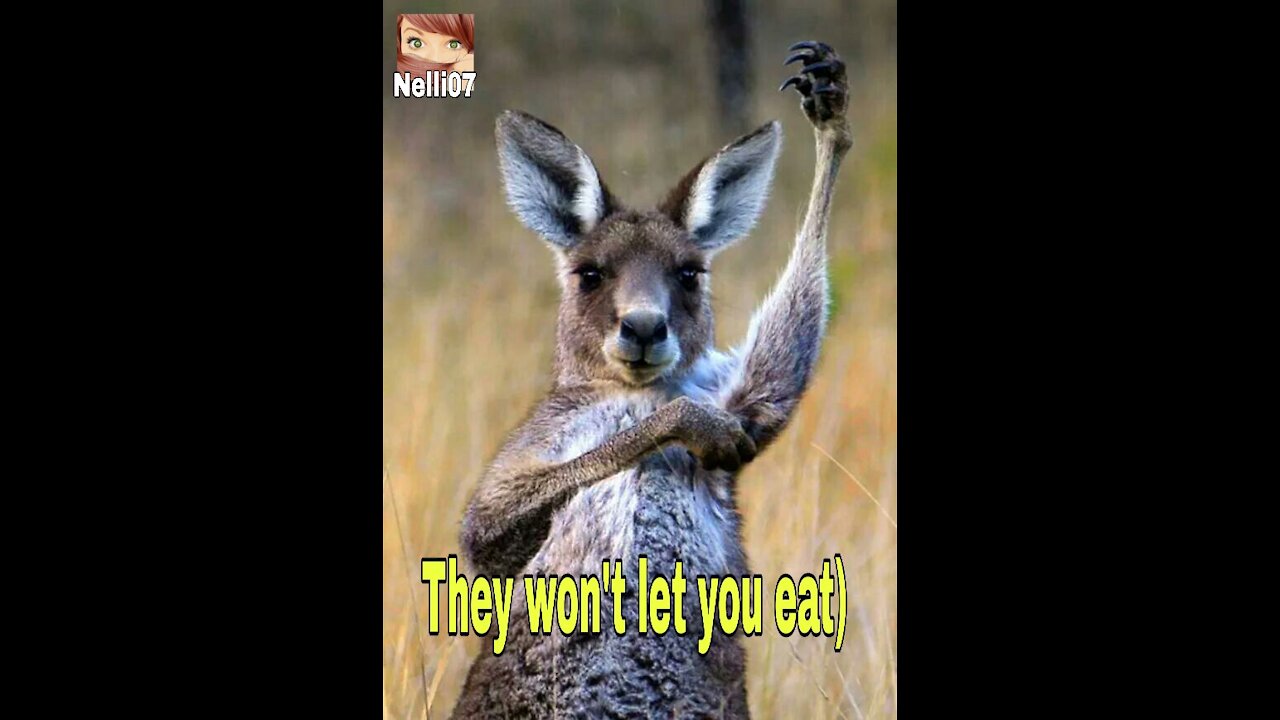 the little kangaroo wanted himself and ...