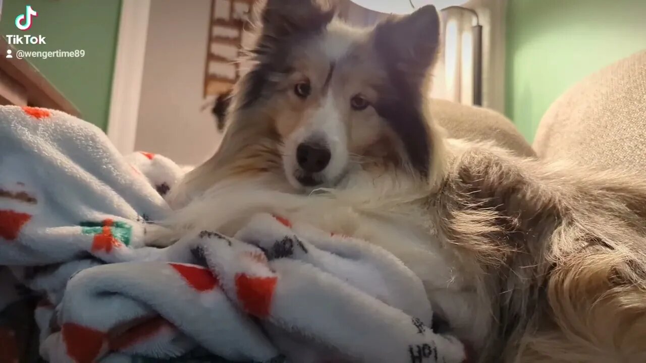 what a Cute little DOGGIE!