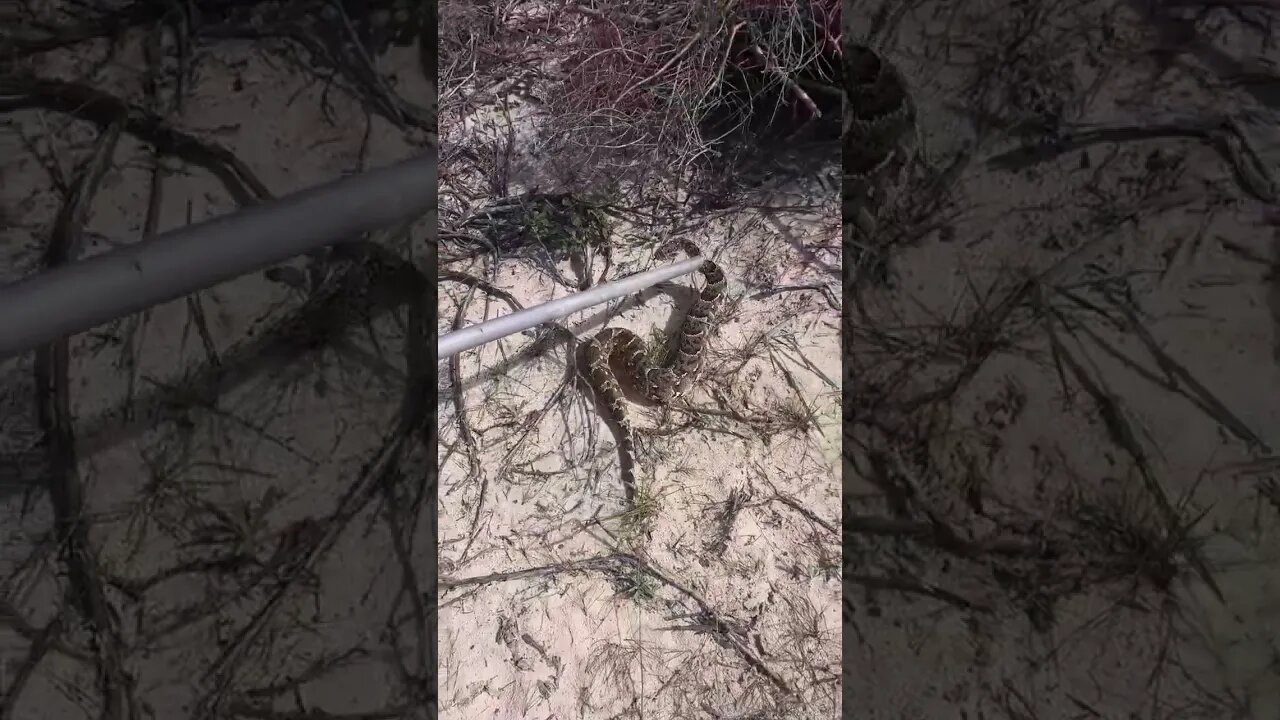 Bigboy Puff-Adder