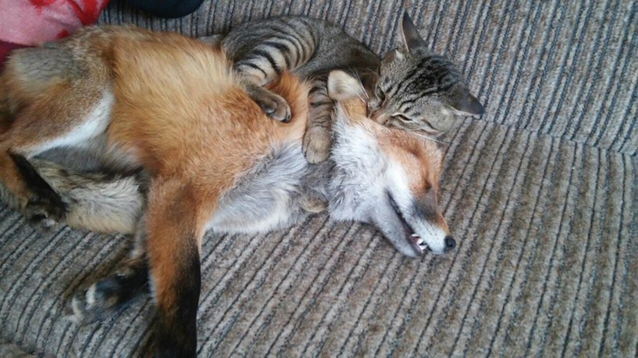 Fox And Cat Playing in Home! Funny Pets!