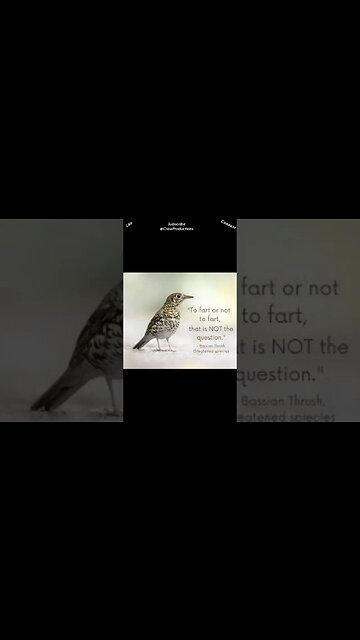 Bassian thrushes find food by farting #birds #shorts