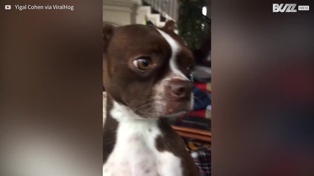 Cadela pede desculpa por comer comida para patos