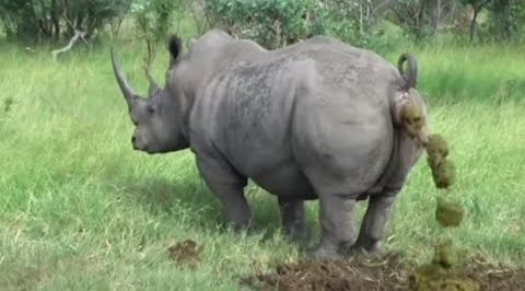 Have you seen how pooping 🦏🦏 Nasarog animals!