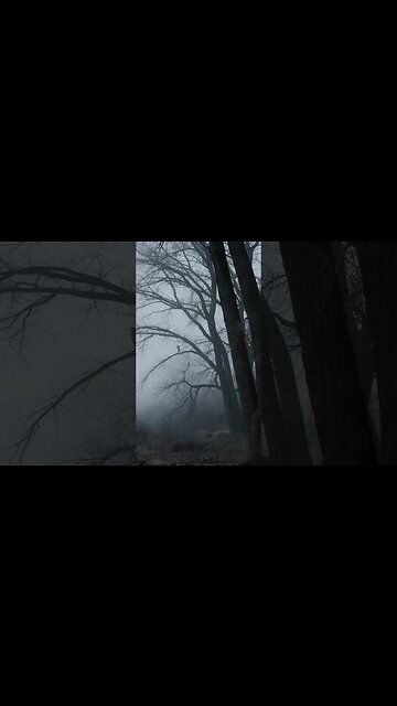 Epic Morning Moody Fog Photography