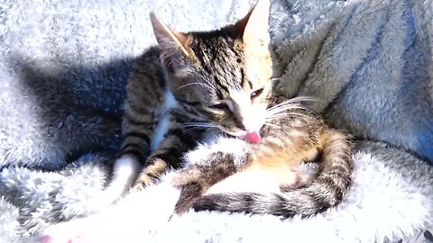 Cute Kitten Grooms Himself