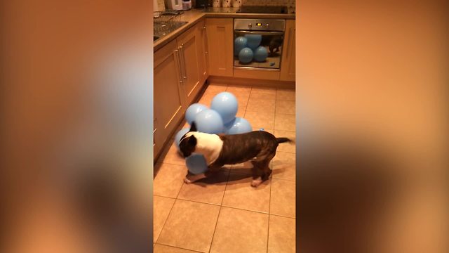 Bull Terrier Dog Attacks And Pops A Bunch Of Balloons