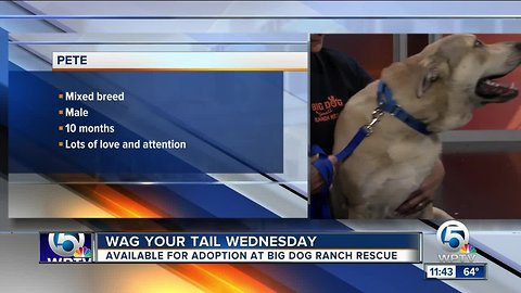 Help Papo and Pete find a "FUR"ever home