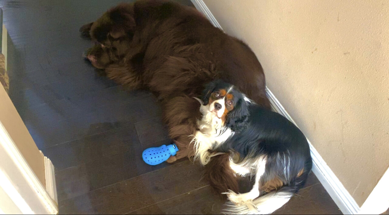 Newfoundland & Cavalier Don’t Budge For Mom