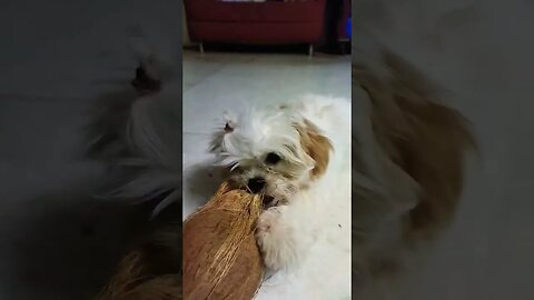 😜😜#funnyvideo , #puppy