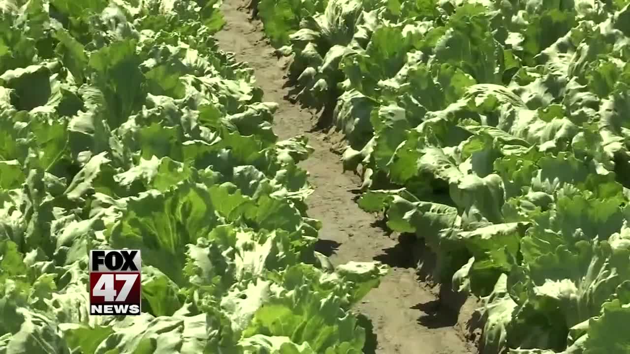 Romaine lettuce warning: CDC urges people not to buy or eat it due to E. coli risk