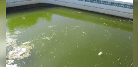 Clark County urges residents to report green pools, protect against mosquitoes
