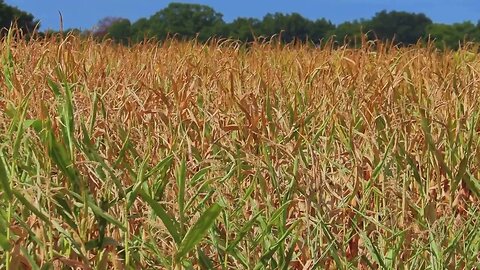 Sounds of Wind in a Summer Cornfield for Meditation, Relaxation, Sleep and Study