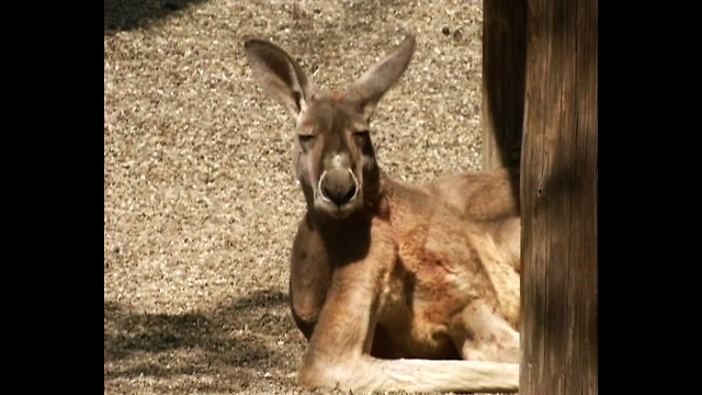 Abandoned Baby Kangaroo