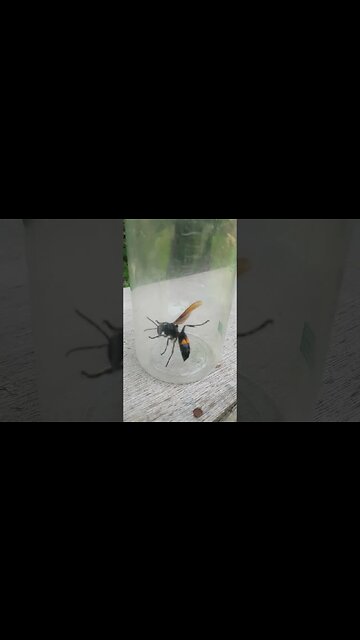 SCARIEST INSECTS!! WTH? Death from Above!#creepy #creepycrawly #craziest #bugwars